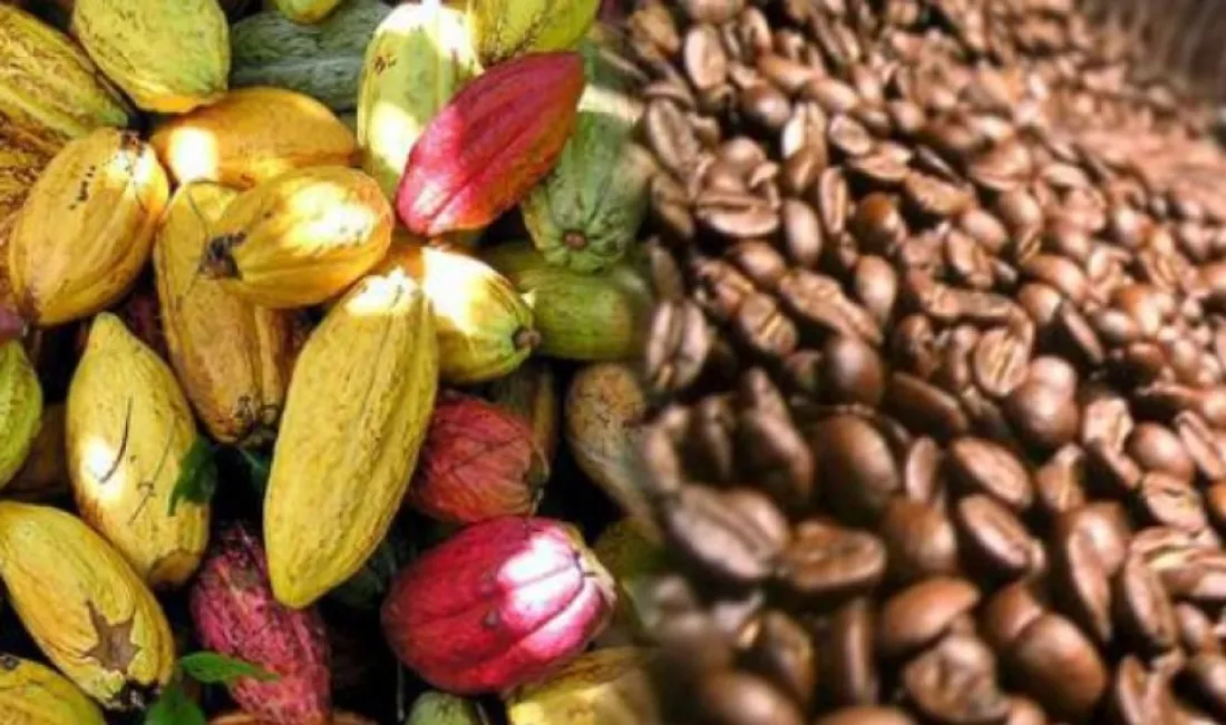 Conseil Café Cacao : L’agrément Projets de certification et programmes de durabilité Prorogé