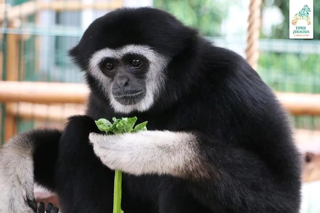 Un Gibbon.
