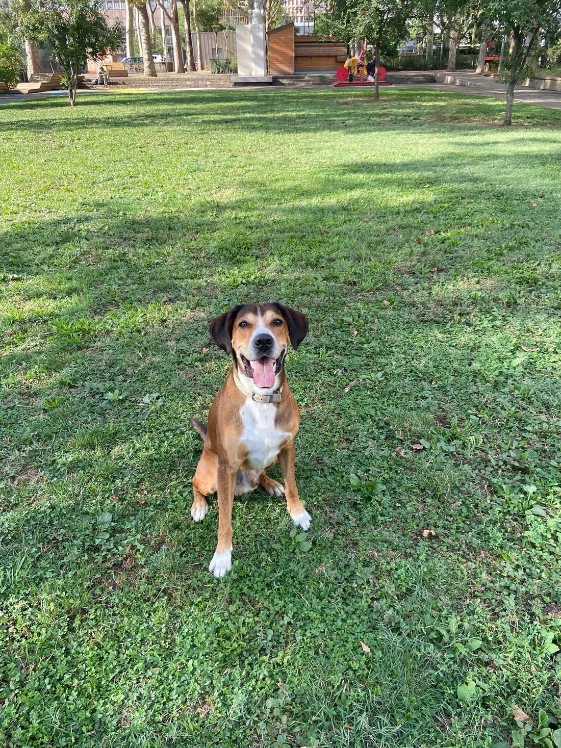 chien porté disparu