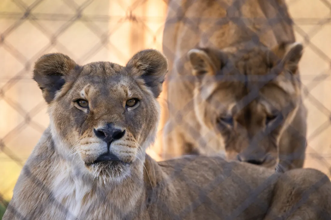 Lionnes 