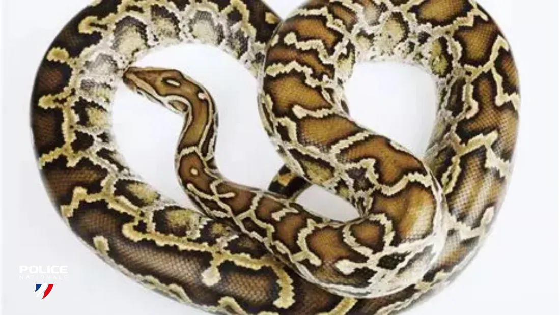 Le python.