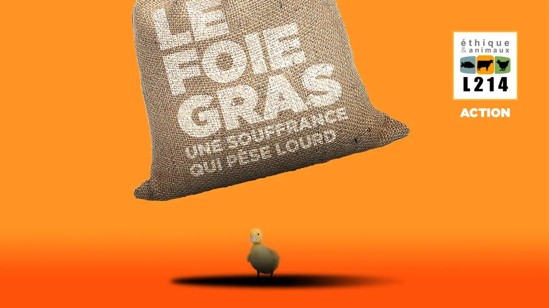 Action foie gras