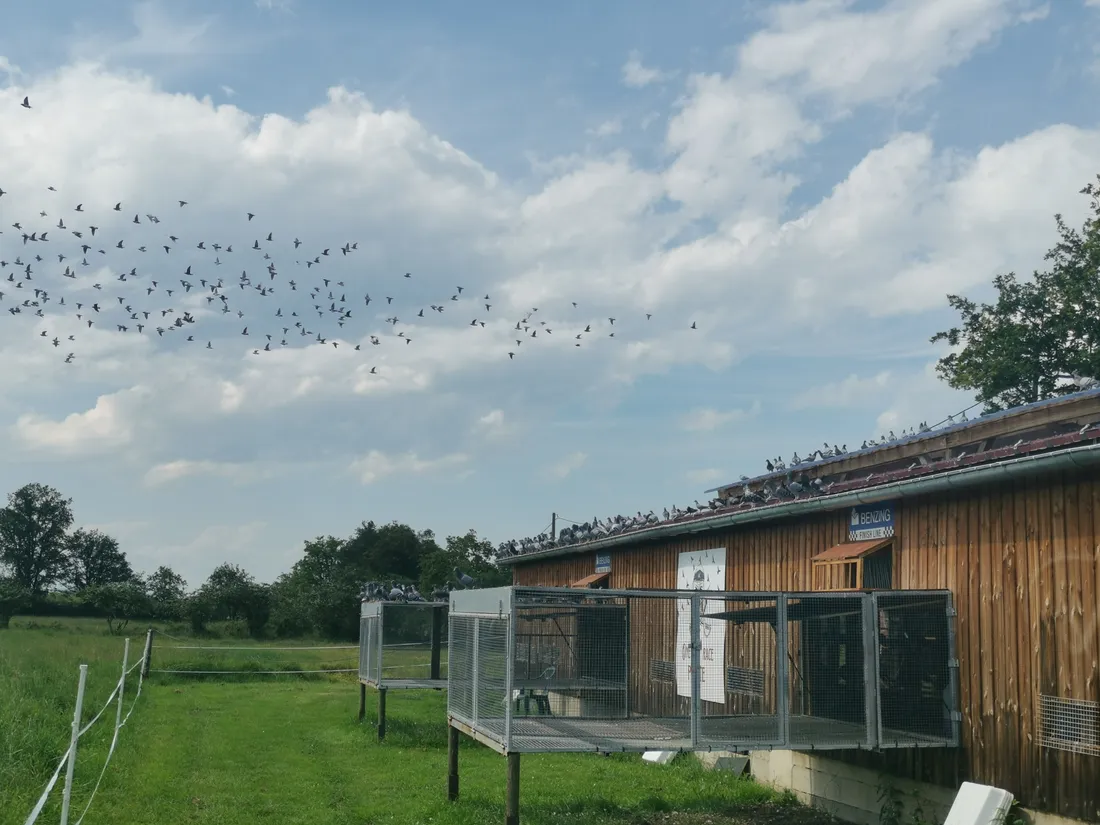 Le pigeonnier est situé à Saint-Etienne-le-Molard. 