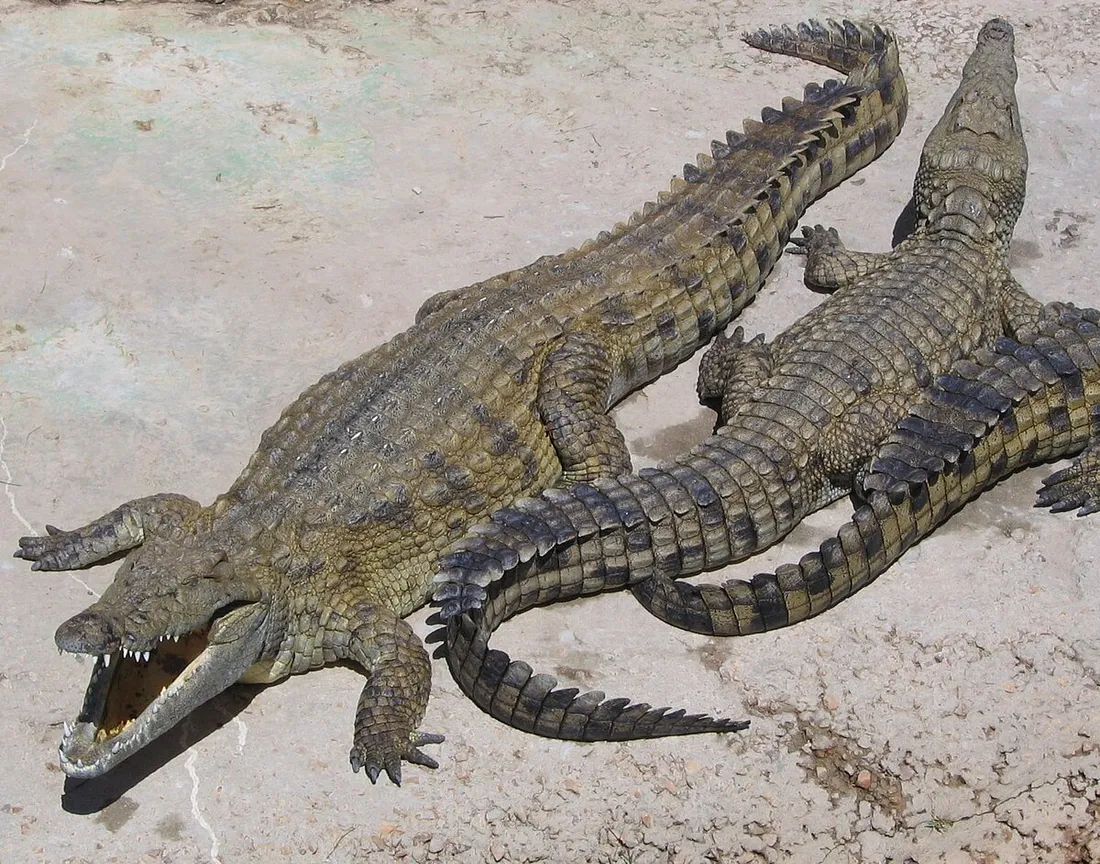 Crocodile du Nil, image d'illustration