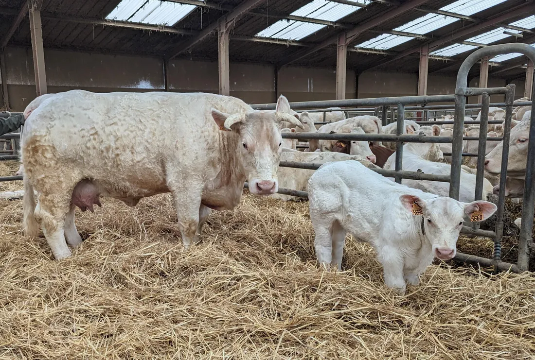 Royale, une vache de Roanne participe au concours de beauté de charolaises du Salon de l'Agriculture