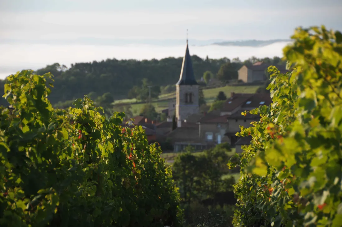 Vignes des Côtes roannaises à Villemontais