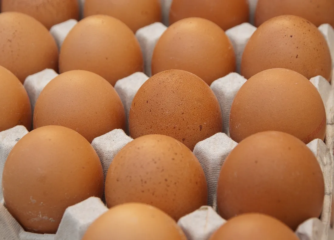 oeufs 
