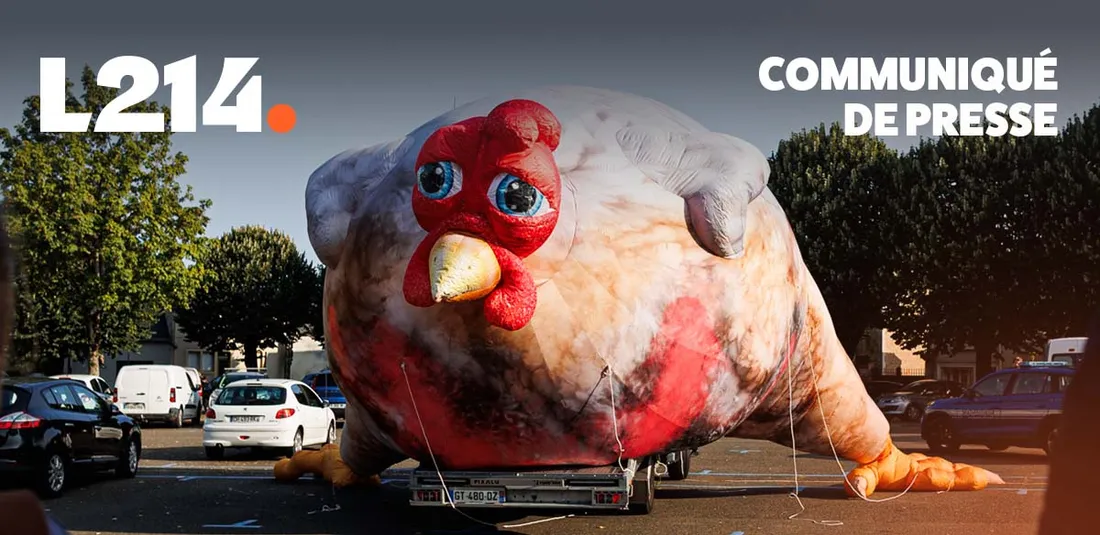 Le poulet géant.