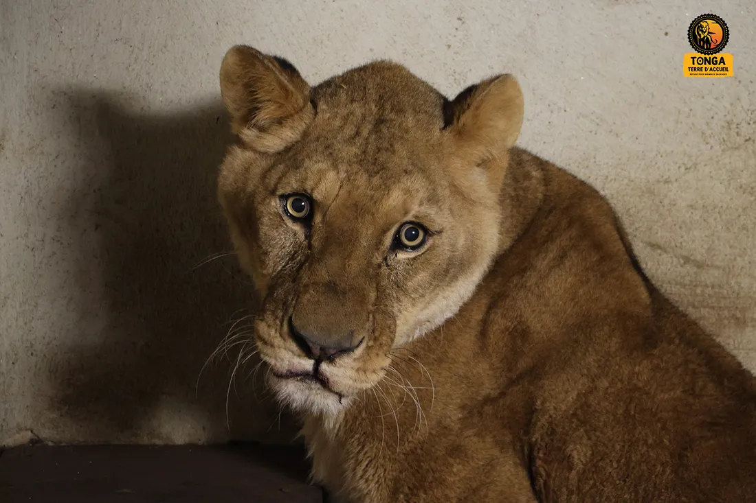 une lionne recueillie.