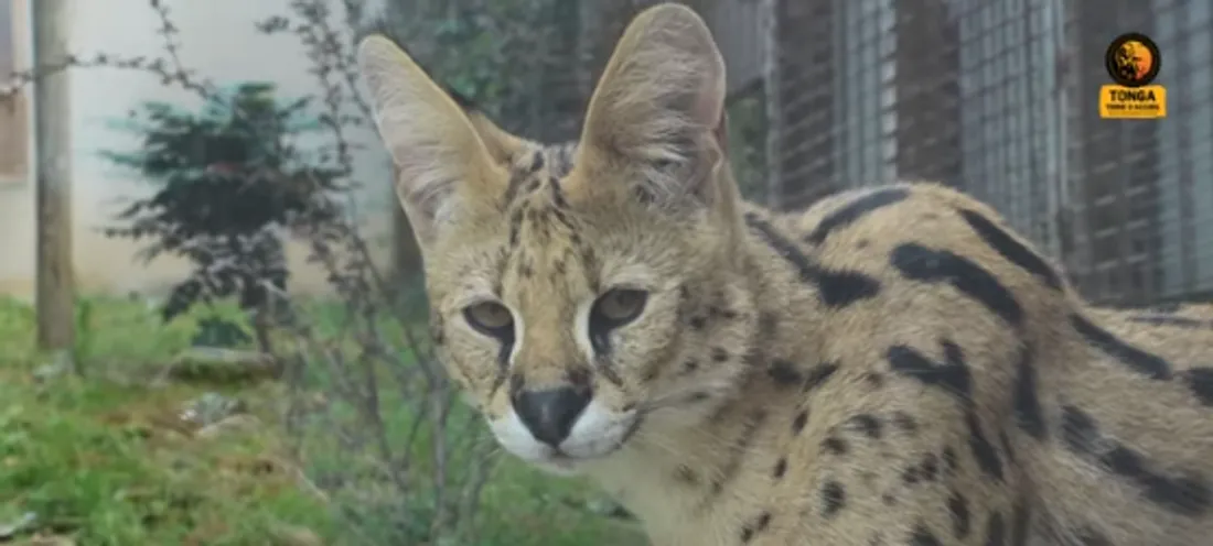 serval 