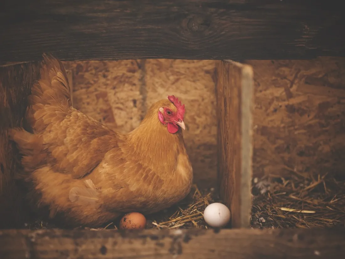 Poule