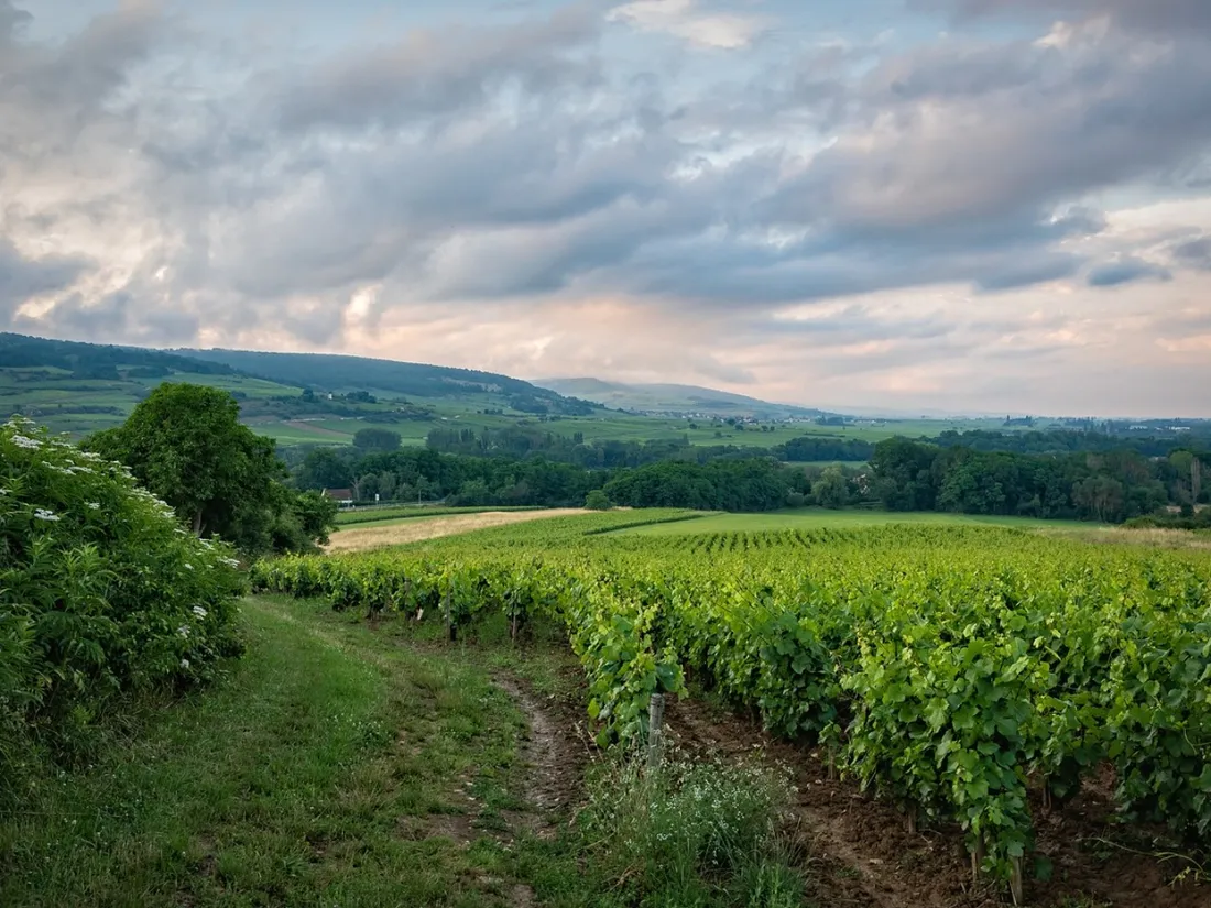 Vignes