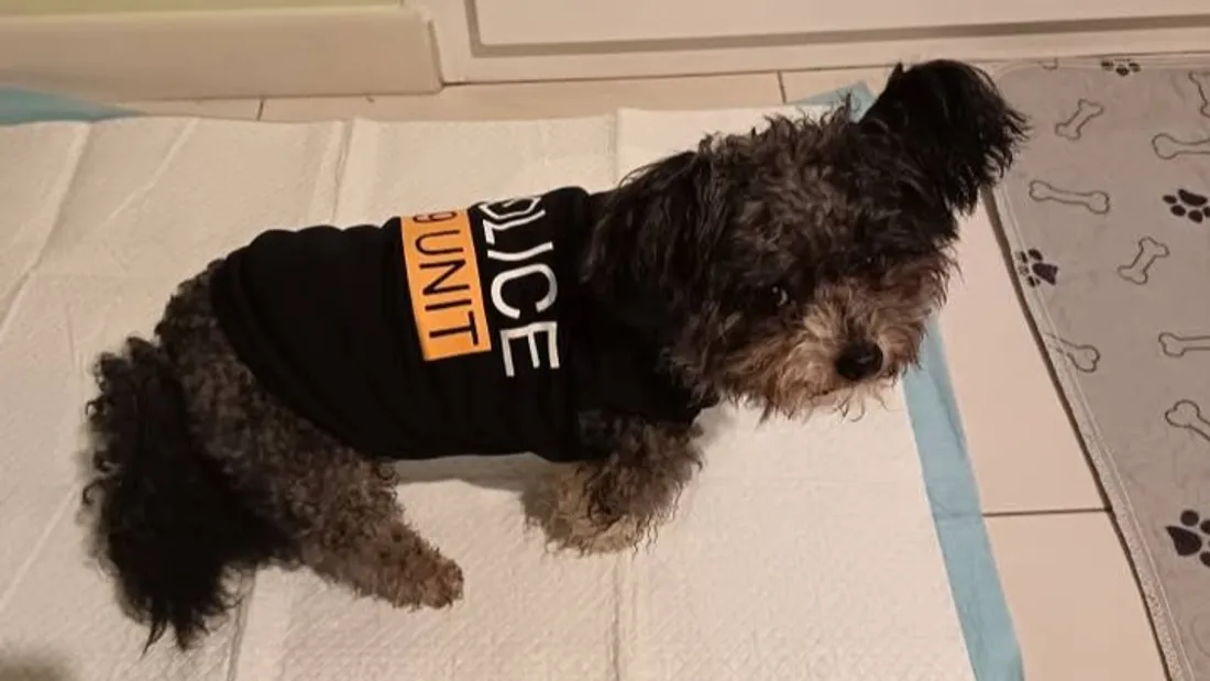 chien coudekerque