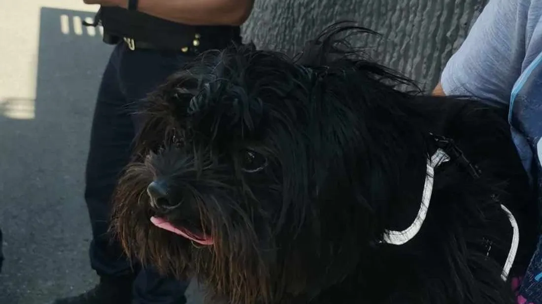 Chien