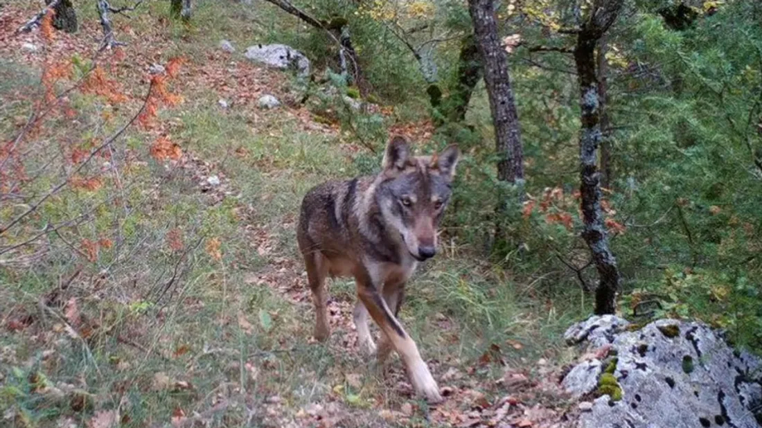 loup 