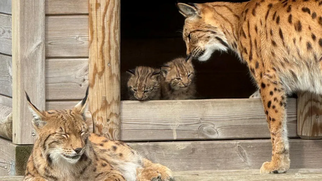 Deux bébés lynx des Carpates sont nés à Biotopia 