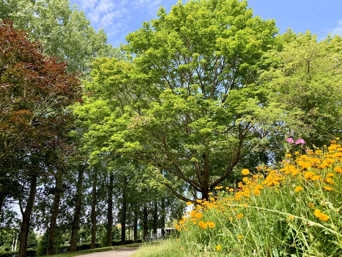 Des photos d’arbres contre des bons d’achat à Coudekerque-Branche