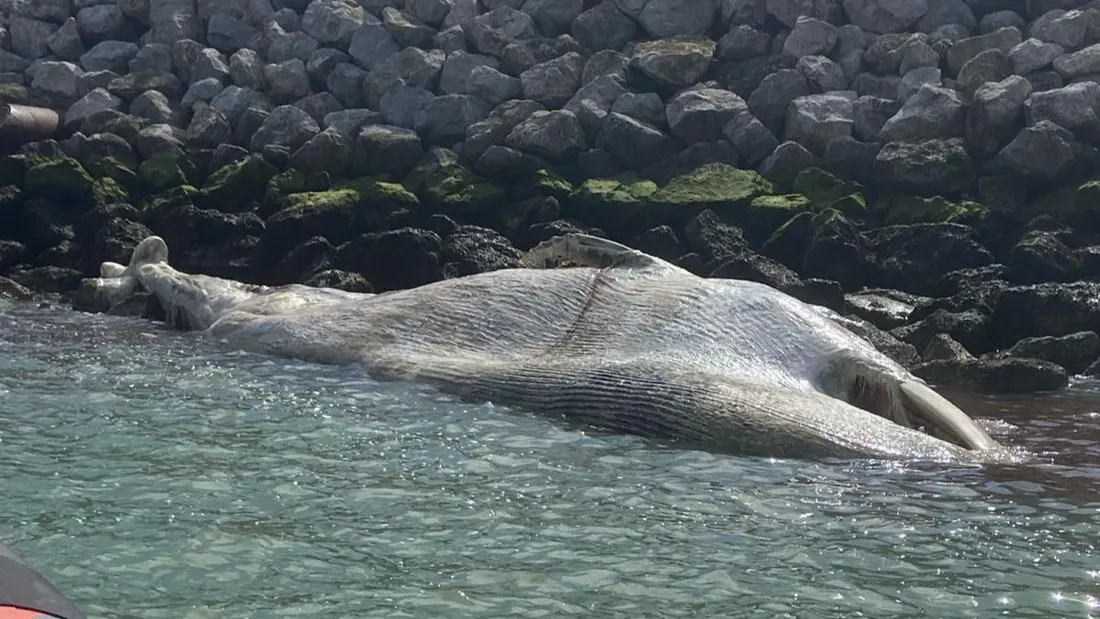 baleine calais
