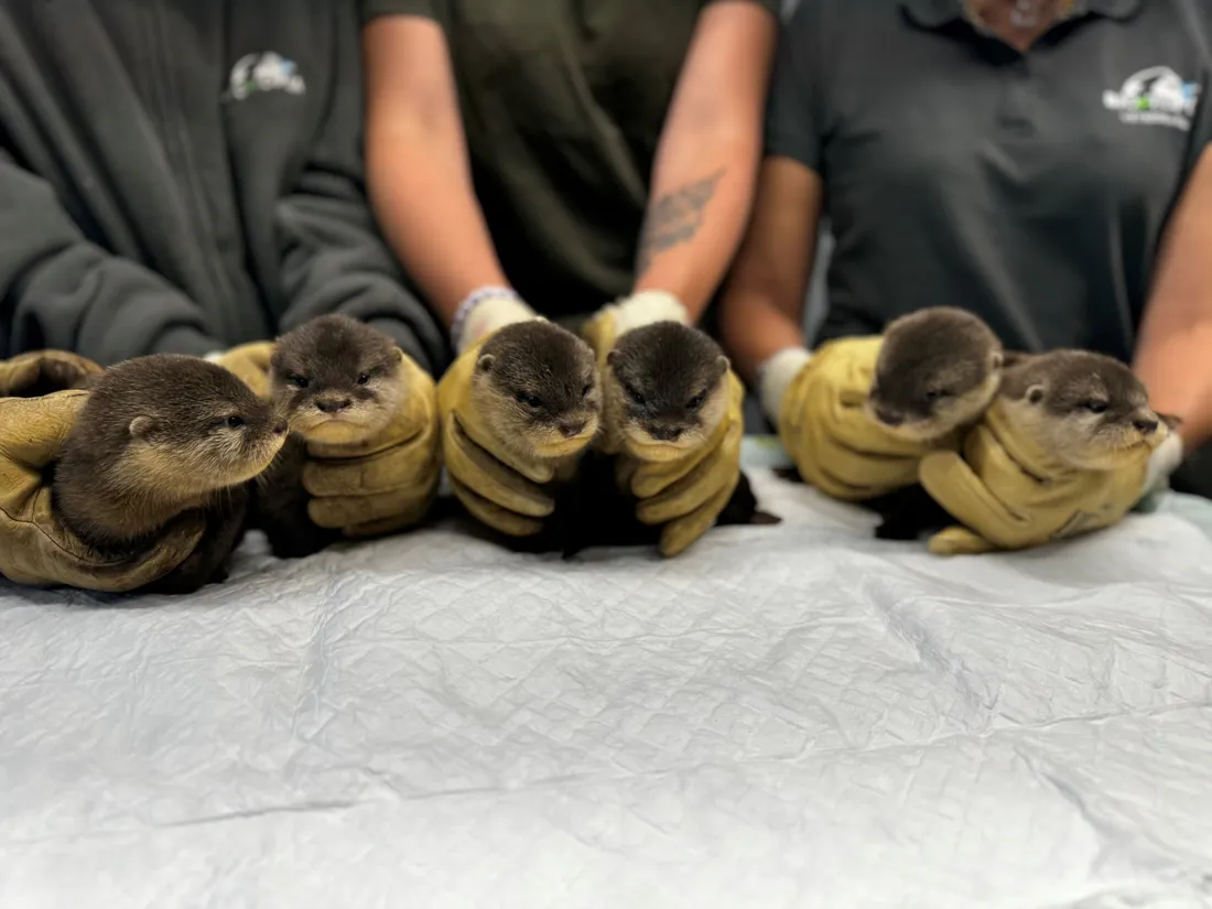 Les 6 bébés loutrons cendrés à Biotopia