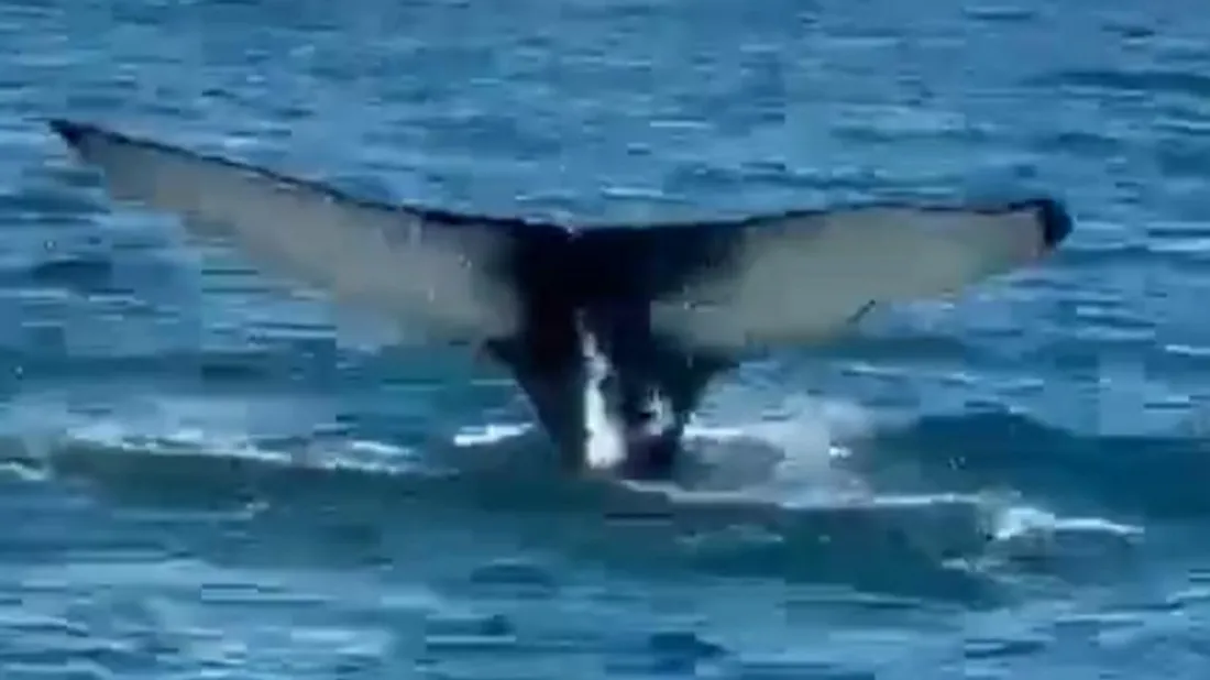 baleine boulogne