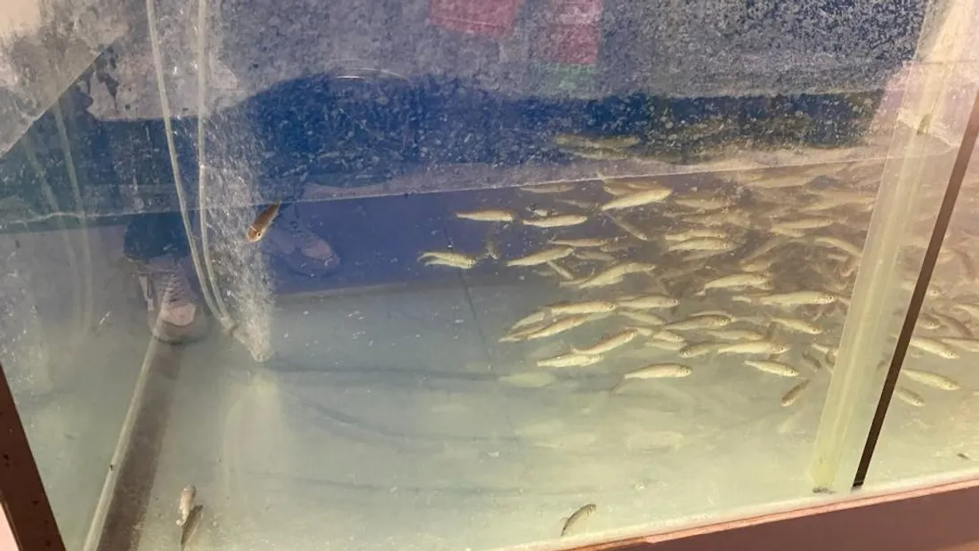 poissons 