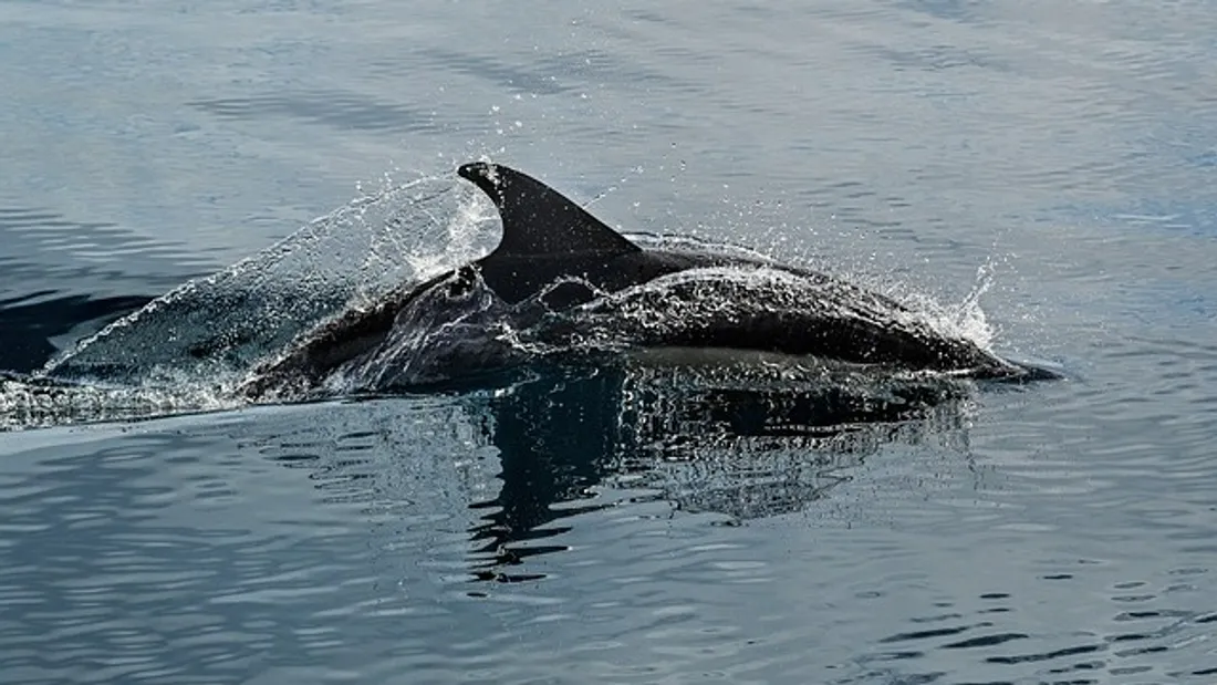 dauphin