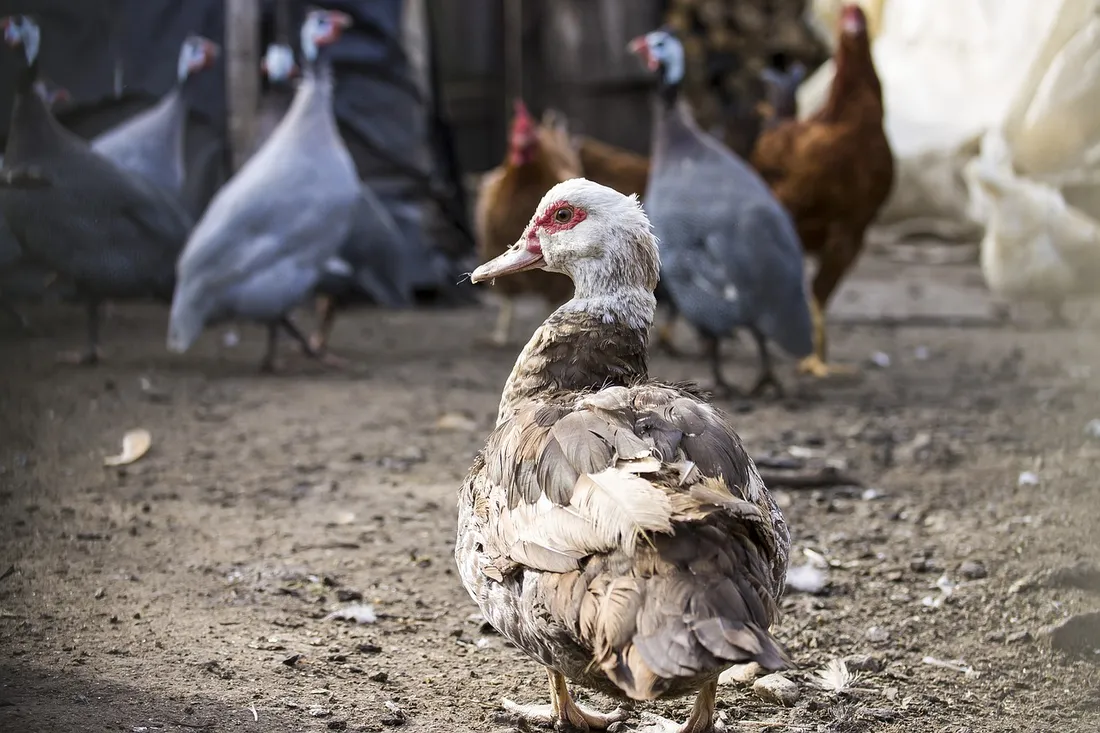 De nouvelles mesures pour lutter contre l'influenza aviaire