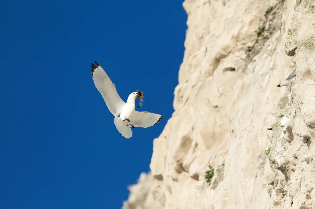 La colonie des mouettes tridactyles du cap Blanc Nez est la plus importante de France