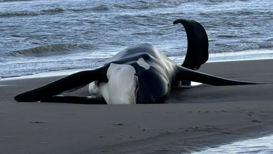 orque échoué à la Panne