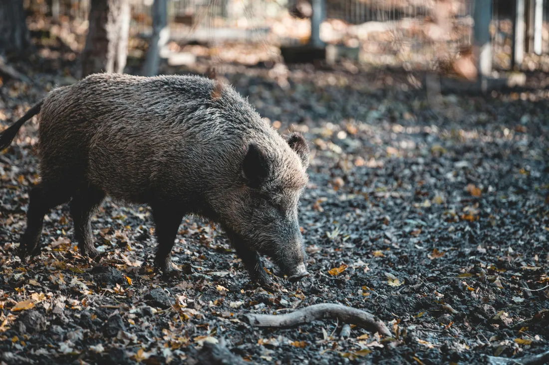 sanglier