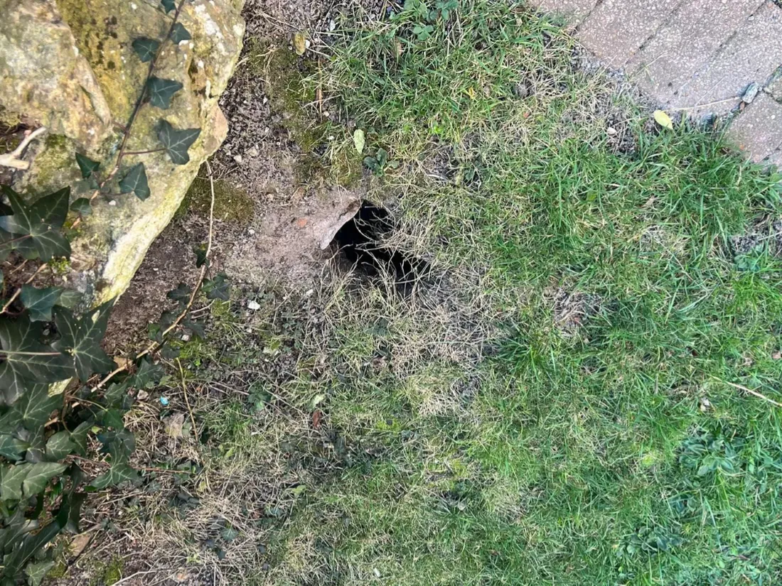 Les rats font des trous béants dans la pelouse de la résidence