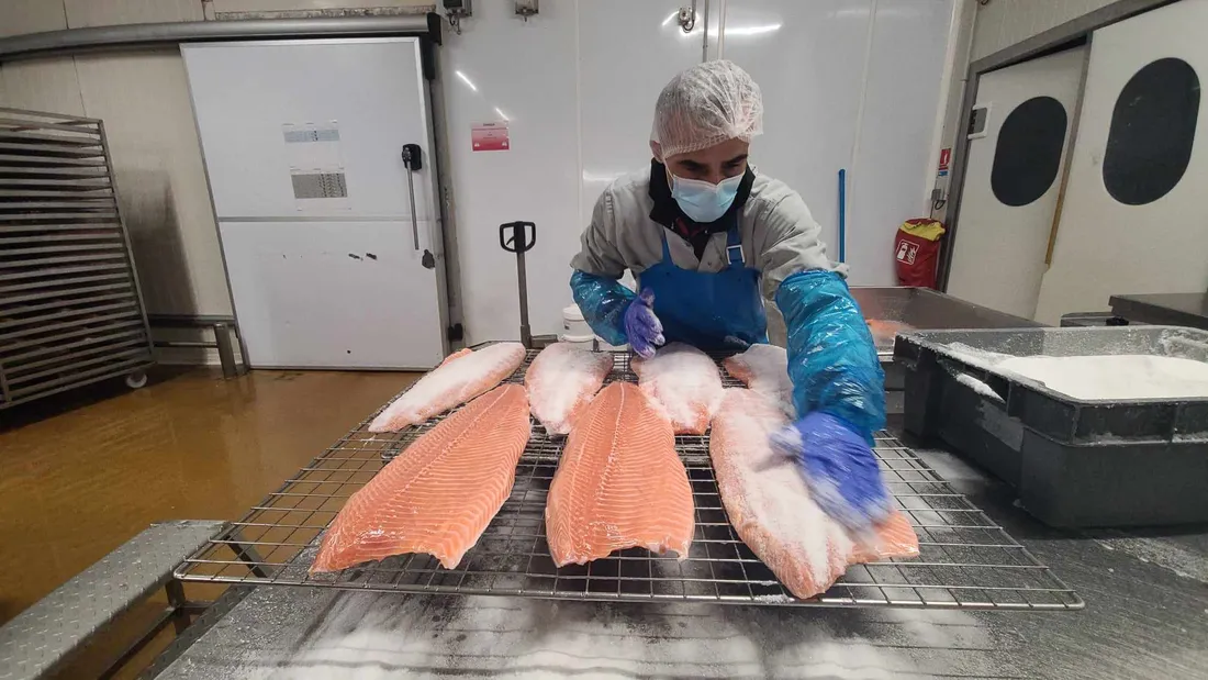 saumon corrue
