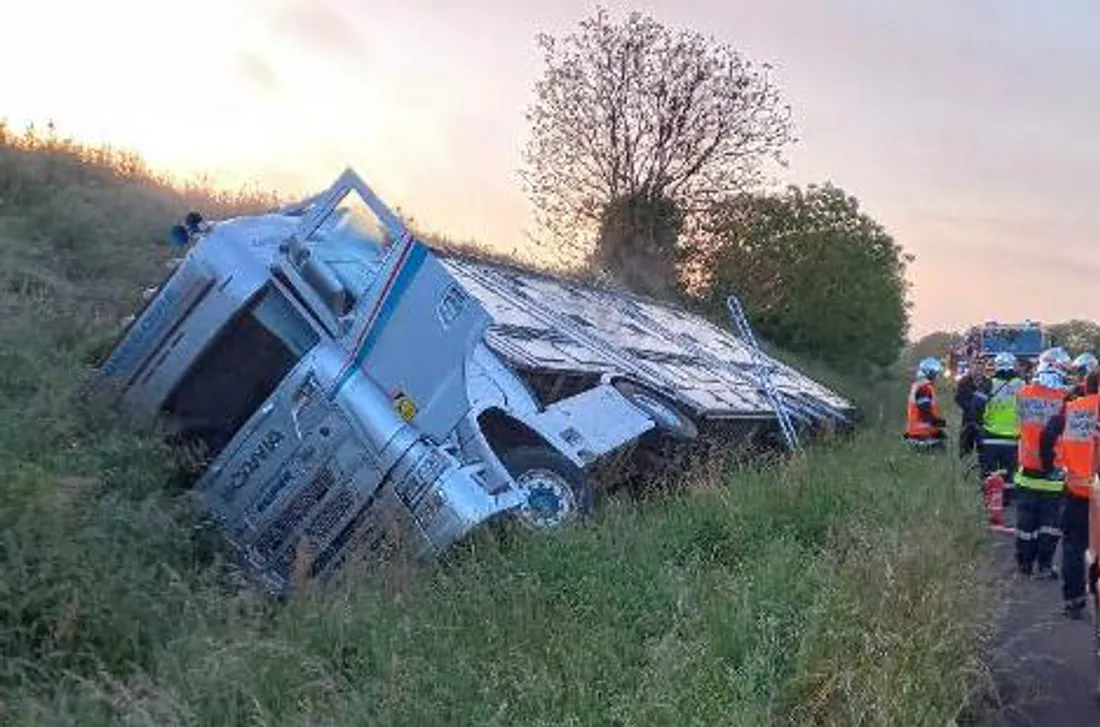 Le camion qui transportait des bovins s'est renversé.