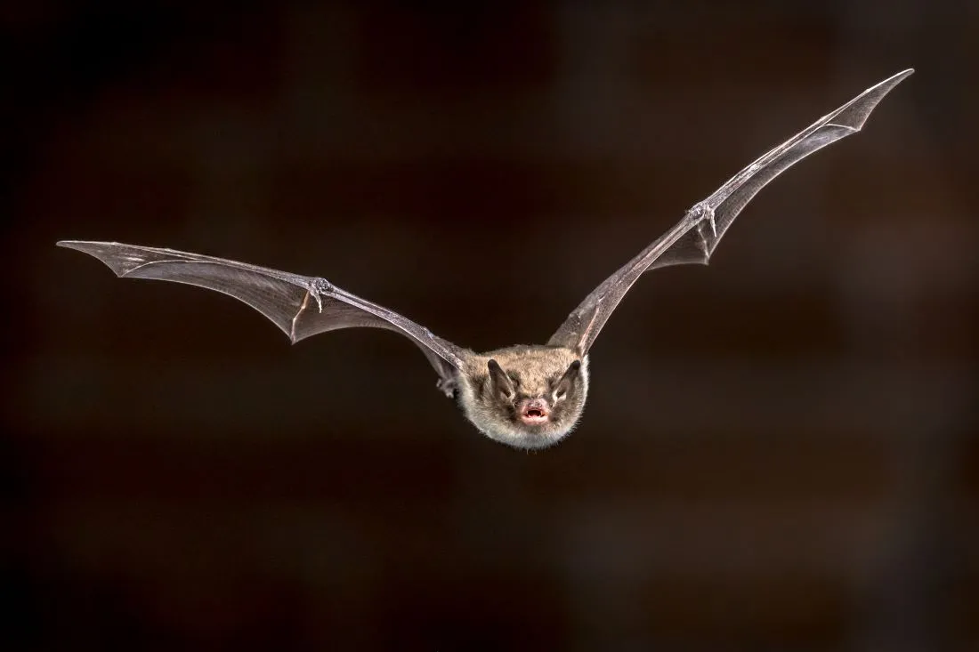Illustration Chauve-souris_23 03 25_CreativeNature_nl
