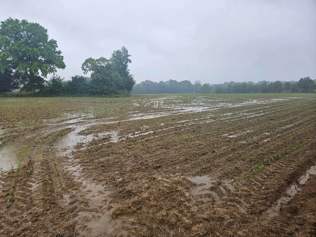 Près d'Astillé, 50 à plus de 100 centilitres d'eau ont été recensés sur ces champs agricoles.