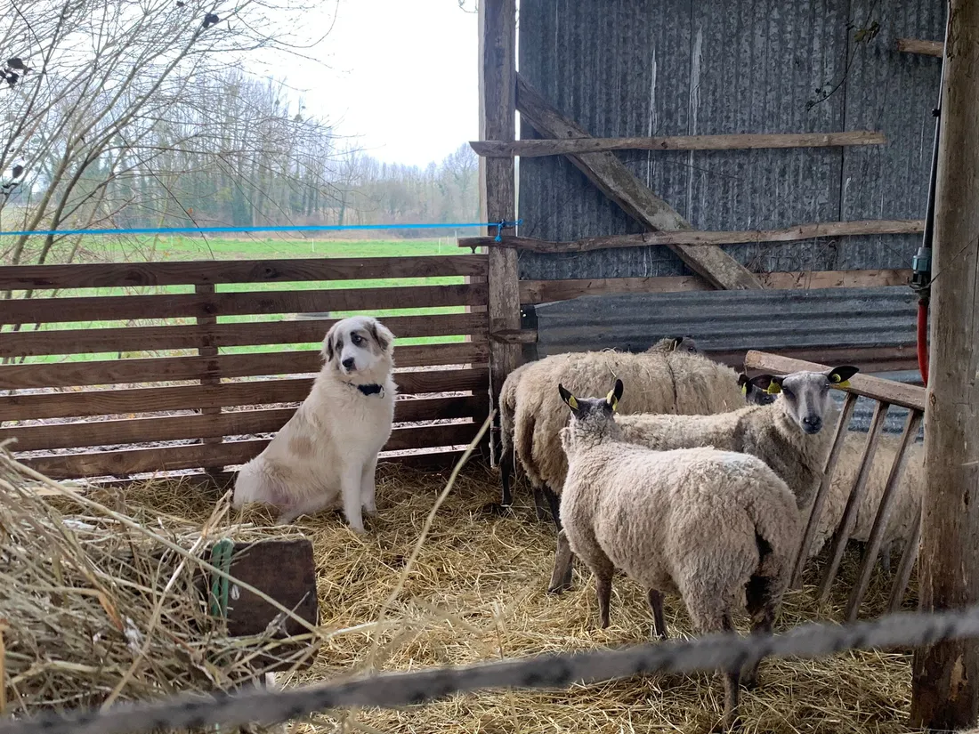 Humi Loup Cornillé_06 02 25_AVC