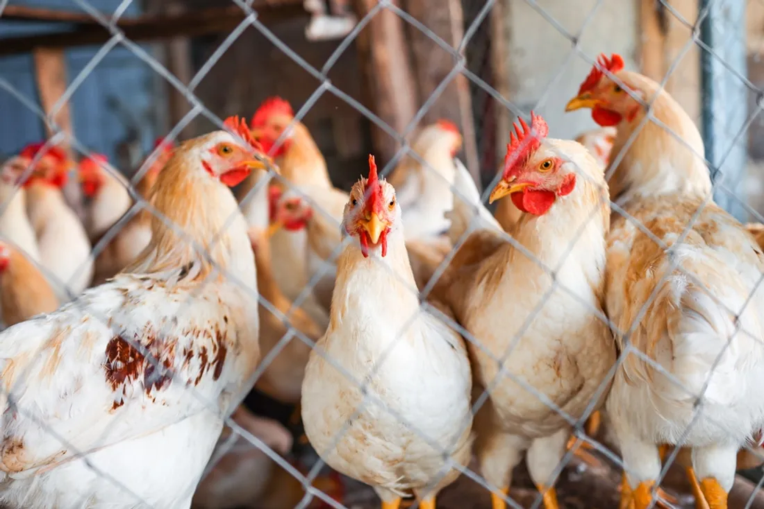 poulets et coqs grillage ferme grippe aviaire_06 10 22_Julia Cherk - Envato Elements