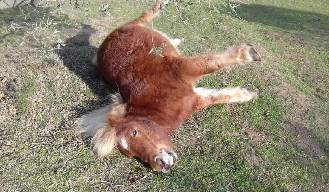 Un poney retrouvé mort par balle dans son champ à Sorède au sud de