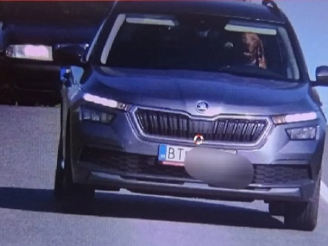Chien au volant