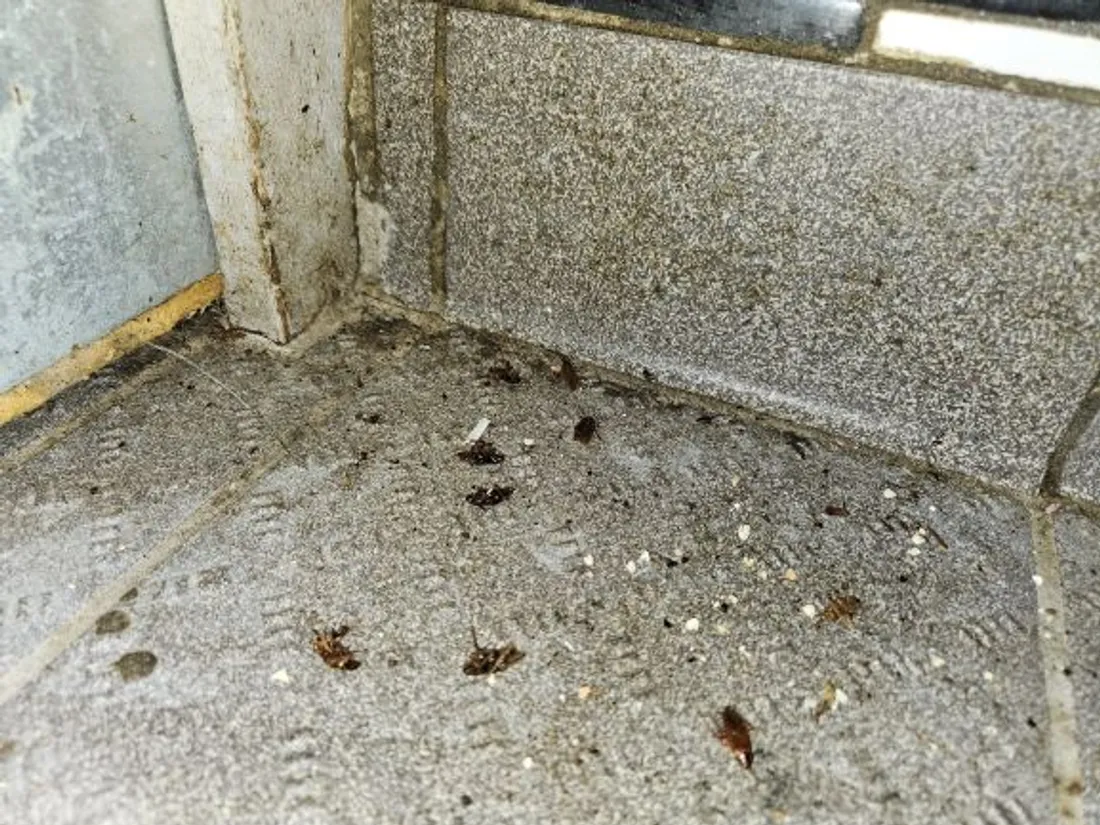 Des cafards ont été découverts dans l'établissement.