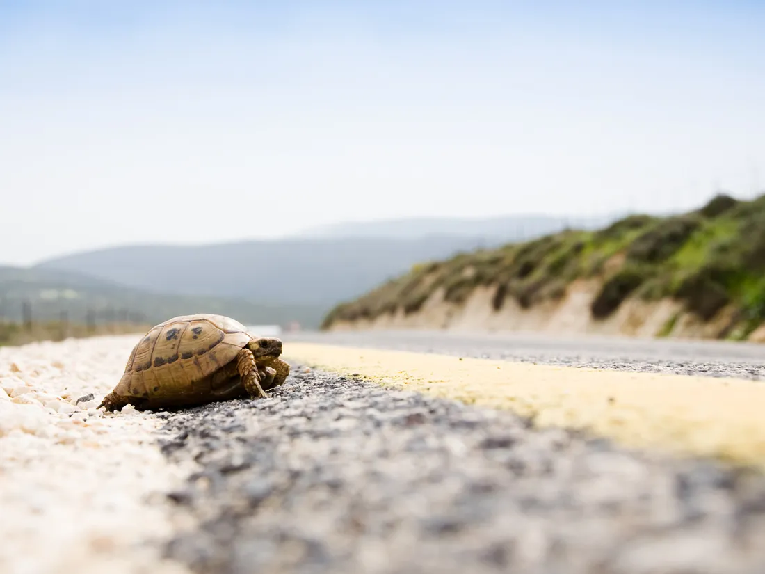 Tortue