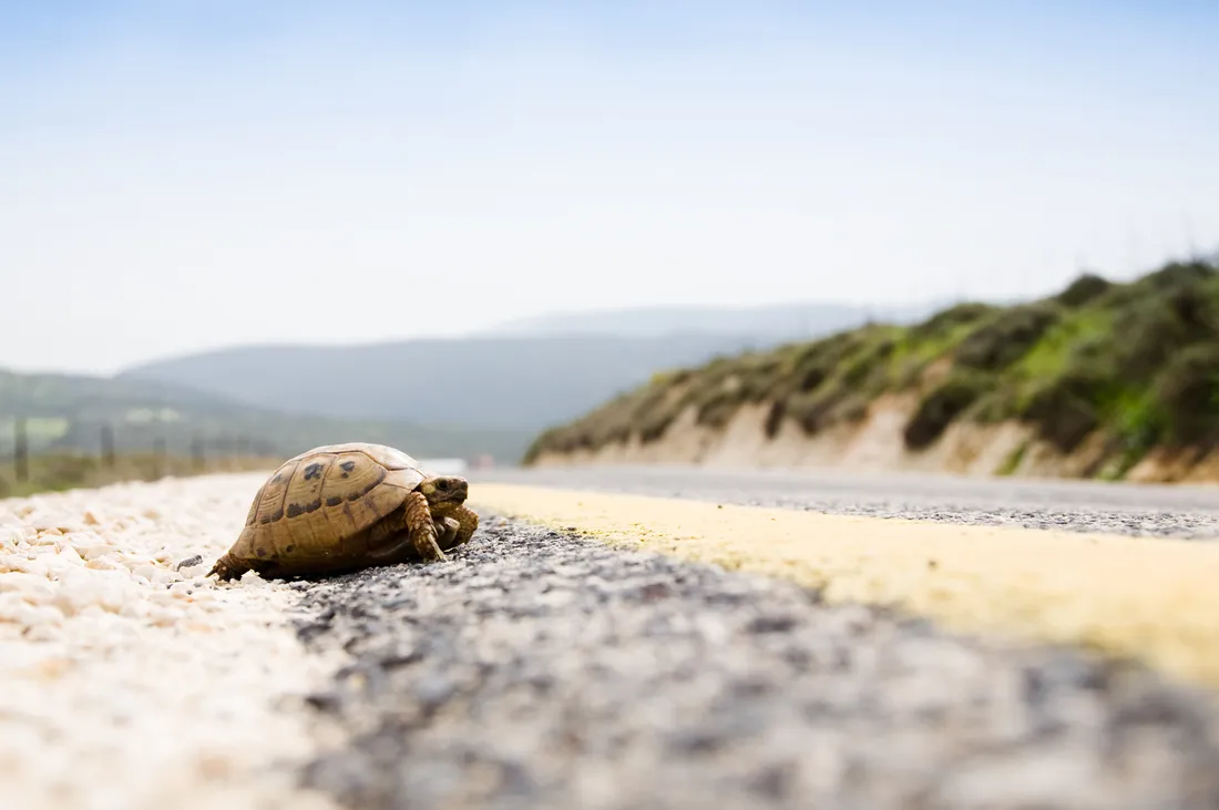 Tortue