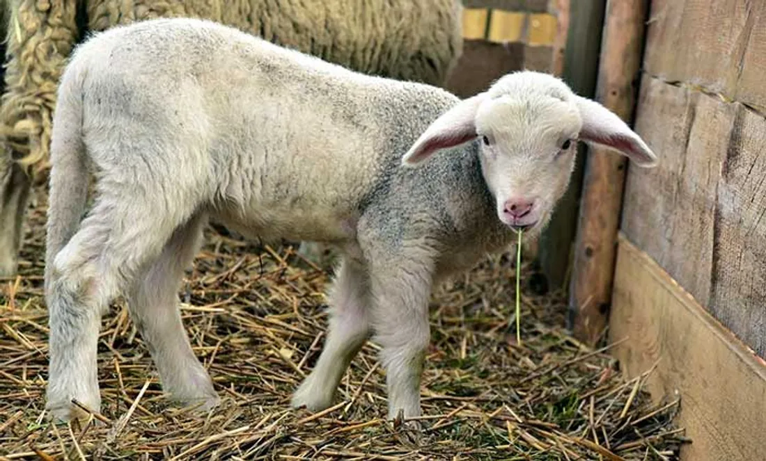 Agneau