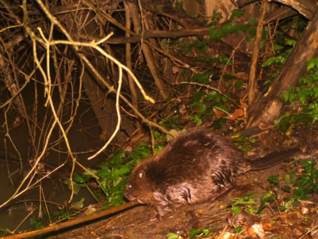 Un castor sur une berge d'une rivière du Tarn-et-Garonne.