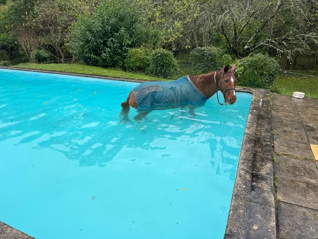 Un cheval bloqué dans une piscine près de Toulouse a été secouru par les sapeurs-pompiers 