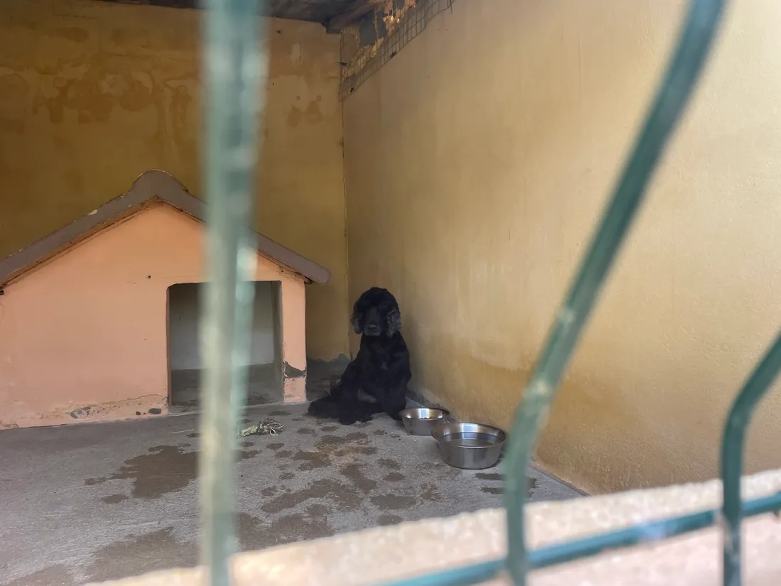 Refuge animalier "Un gîte, une gamelle"