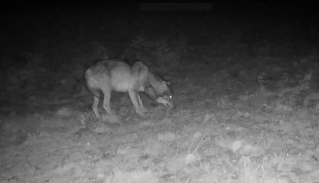 Photo du loup dans le sud du Tarn.