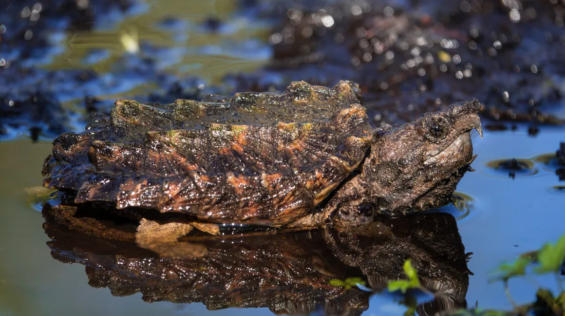La tortue-alligator peut peser jusqu'à 100kg