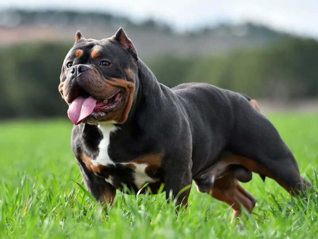 Chien de race Bully