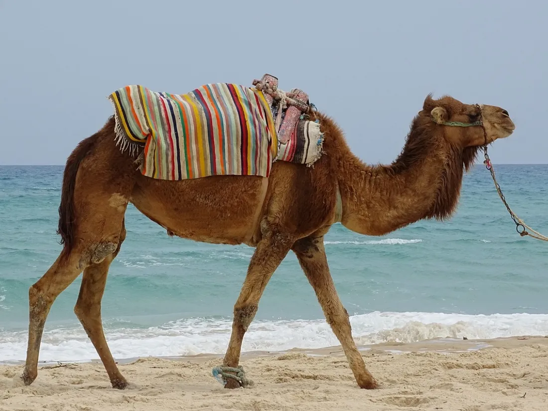 Des dromadaires sur la plage de Frontignan